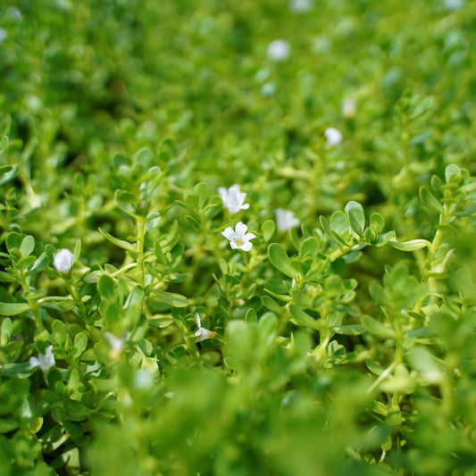 Brahmi Tincture
