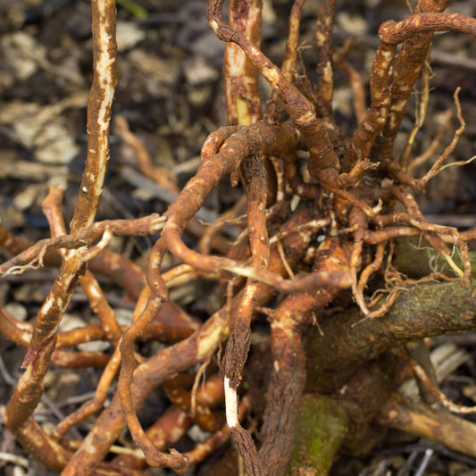 Ashwagandha Tincture