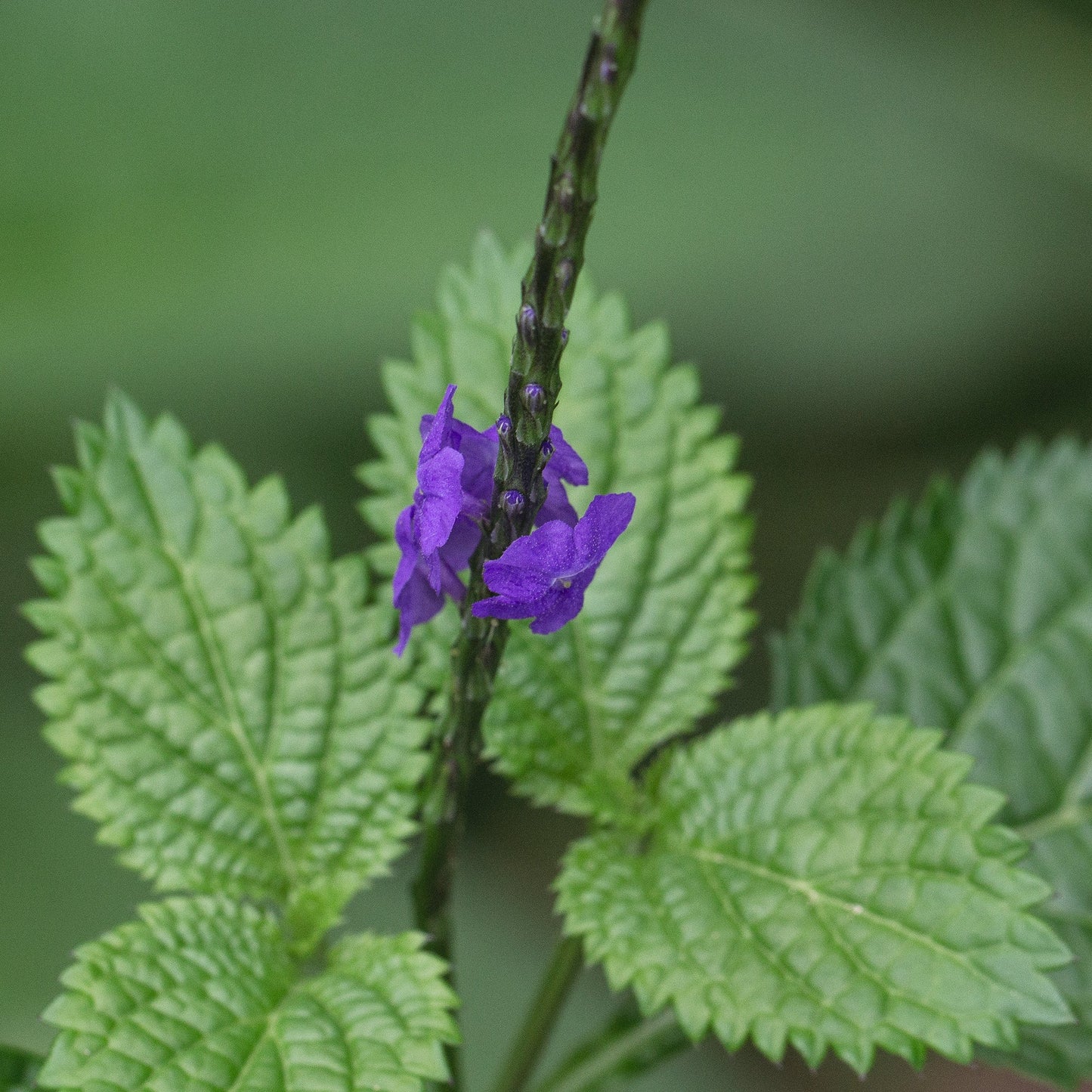 Blue Vervain Tincture