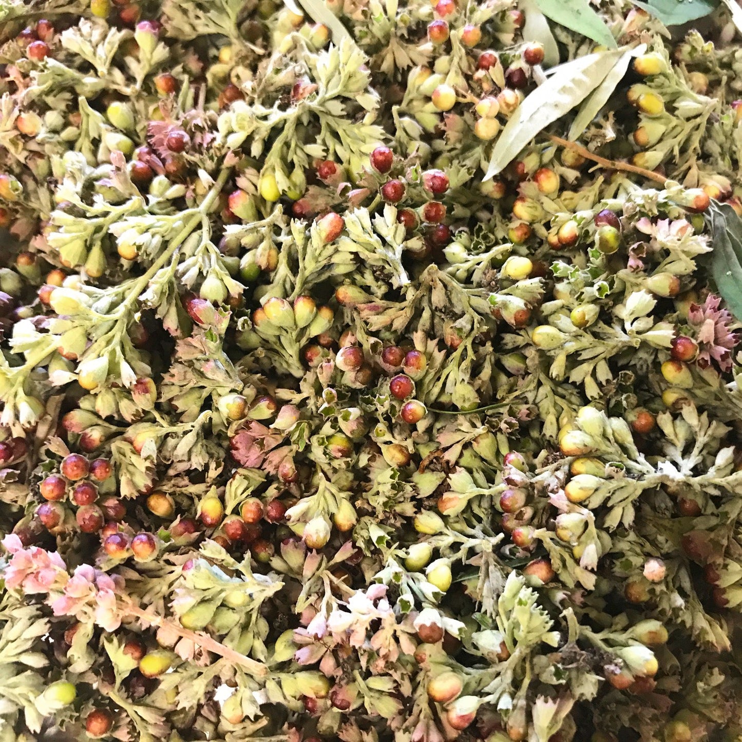 Chaste Berry Tincture