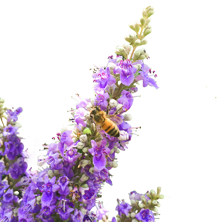 Chaste Berry Tincture